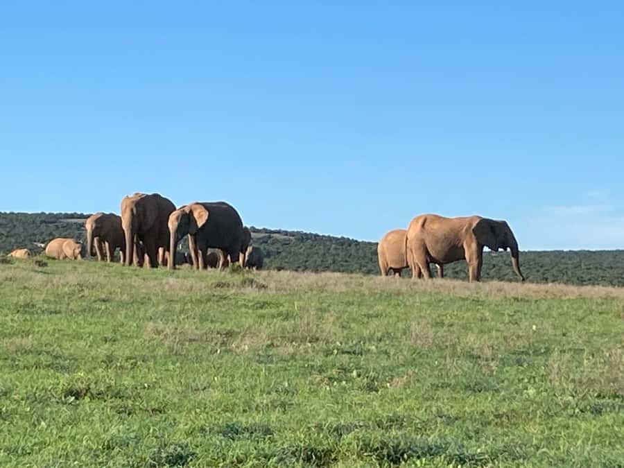 Addo Elephant Full Day Safari / Shore Excursions - Addo’s Big 7 and the malaria-free advantage in the Eastern Cape