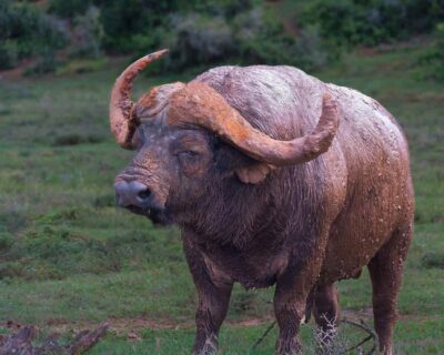 Addo Elephant Full Day Safari / Shore Excursions