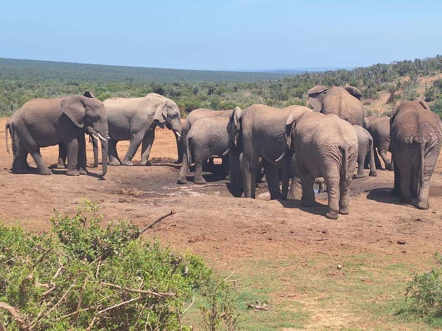 Addo Elephant Full Day Safari / Shore Excursions - Elephant-focused wildlife time in Addo’s natural habitat
