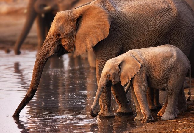 Addo Elephant Full Day Safari with a Traditional South African Braai (BBQ) Lunch - Key things you will notice on this Addo day safari