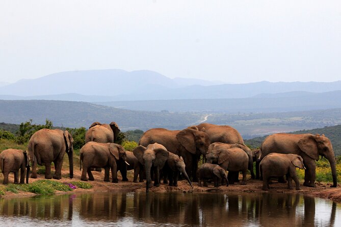 Addo Elephant Full Day Safari with a Traditional South African Braai (BBQ) Lunch - Getting to Addo Elephant National Park from Port Elizabeth, the easy way