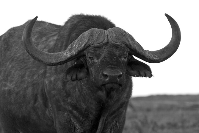 Addo Elephant Full Day Safari with a Traditional South African Braai (BBQ) Lunch - Lunch is the main character, a real South African braai