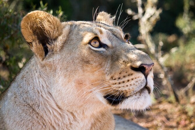 Addo Elephant Full Day Safari with a Traditional South African Braai (BBQ) Lunch - Elephants at Addo, how the day plan targets the animals you came for