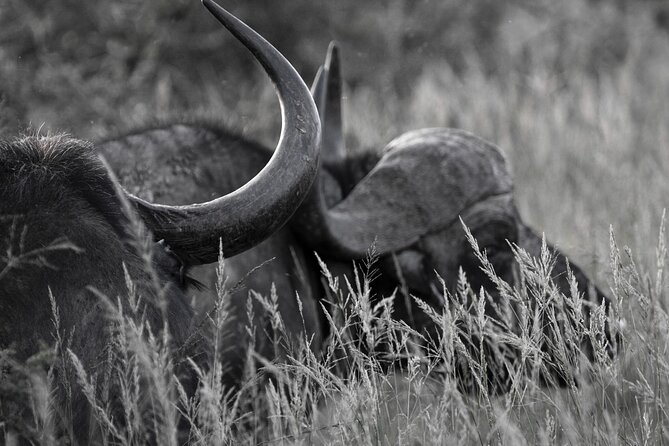 Addo Elephant Full Day Safari with a Traditional South African Braai (BBQ) Lunch - Guides are the difference maker, Stephen, Siya, and more