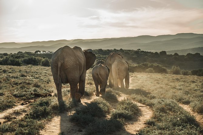 Addo Elephant National Park All Inclusive Full-Day Safari - Key things to know before you go