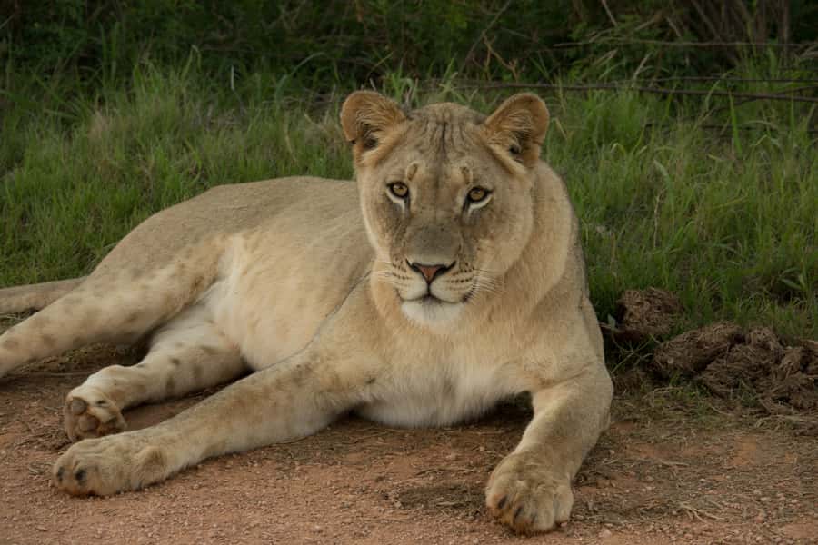 Addo Elephant National Park All Inclusive Full-Day Safari - Best time for comfort and photos during this 9-hour schedule
