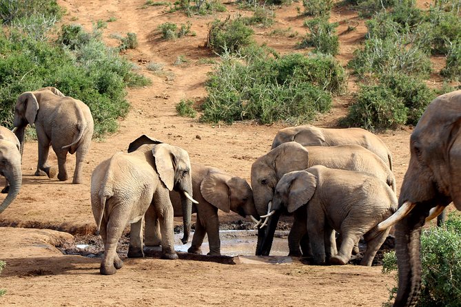 Addo Elephant National Park All Inclusive Full-Day Safari - Why Addo Elephant National Park feels different