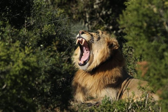 Addo Elephant National Park All Inclusive Full-Day Safari - Inside the air-conditioned 4x4, and how that affects your day