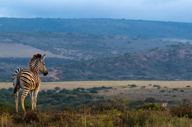 Addo Elephant National Park All Inclusive Full-Day Safari - Lunch in the park, and why timing matters