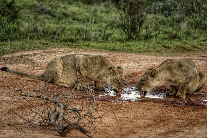 Addo Elephant National Park All Inclusive Full-Day Safari - Guides make the difference, from Freddy to King Elvis