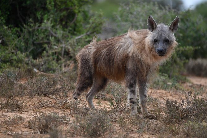 Addo Elephant National Park All Inclusive Full-Day Safari - Wildlife viewing reality checks: when the day can slow down