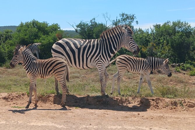 Addo Elephant National Park and Kragga Kamma Game Park Combo. - From Port Elizabeth to two parks in one day