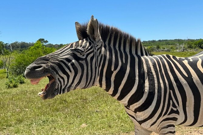 Addo Elephant National Park and Kragga Kamma Game Park Combo. - Kragga Kamma Game Park: a compact, malaria-free second safari with bonus species