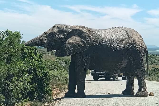 Addo Elephant National Park and Kragga Kamma Game Park Combo. - Nanaga Farm Stall lunch: rosterkoek, homemade pie, and a real break