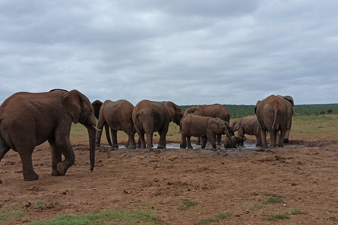 Addo Elephant National Park and Kragga Kamma Game Park Combo. - What the guide and vehicle setup gets right