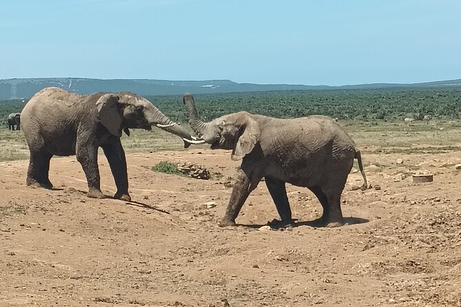 Addo Elephant National Park and Kragga Kamma Game Park Combo. - Who this day trip suits best from Port Elizabeth