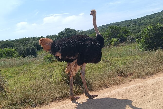 Addo Elephant National Park and Kragga Kamma Game Park Combo. - The 8:00 am start, small group size, and what comfort means here