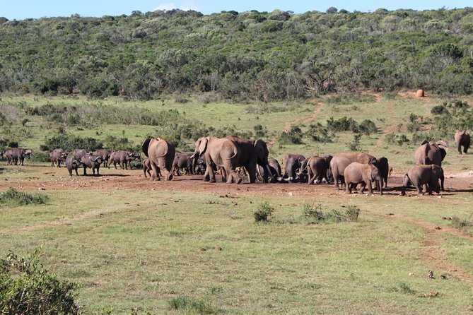 Addo Elephant National Park Day Tour from Port Elizabeth - Price and what you are really paying for