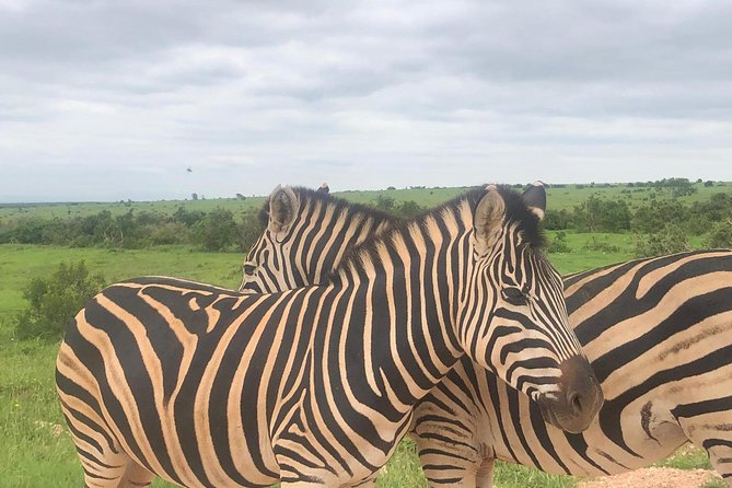 Addo Elephant National Park Day Tour from Port Elizabeth - Southern Addo game viewing (10:00 to 13:00): elephants and big action early