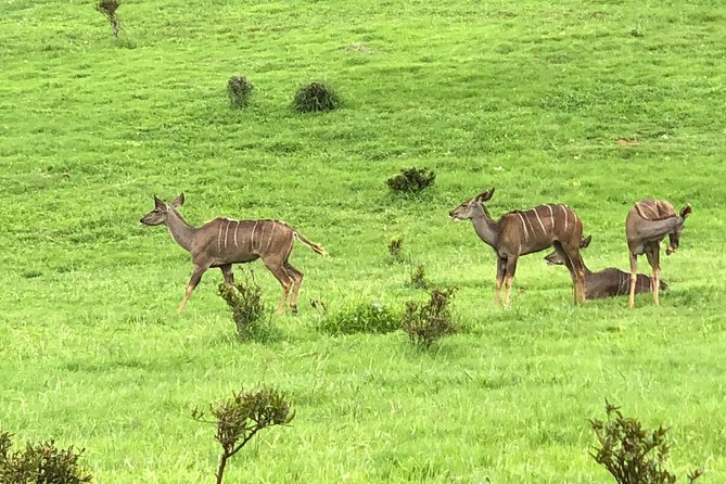 Addo Elephant National Park Day Tour from Port Elizabeth - Northern Addo game viewing (14:00 to 17:00): more ground, more chances