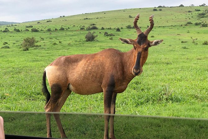 Addo Elephant National Park Day Tour from Port Elizabeth - How your wildlife odds work in a day safari