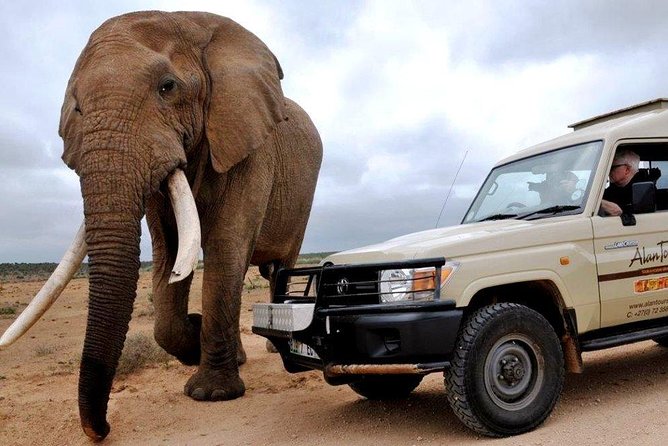 Addo Elephant National Park from Port Elizabeth - FD01 - Why Addo Elephant National Park fits a Port Elizabeth day trip