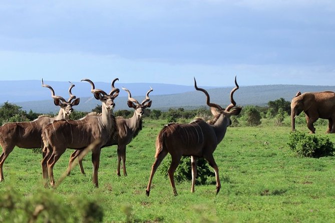 Addo Elephant National Park from Port Elizabeth - FD01 - What you pay: the real value of this package