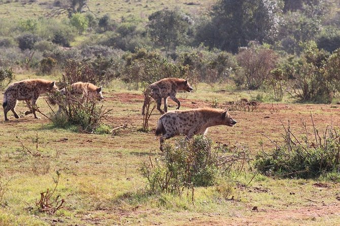 Addo Elephant National Park from Port Elizabeth - FD01 - Should you book this Addo Elephant National Park tour?