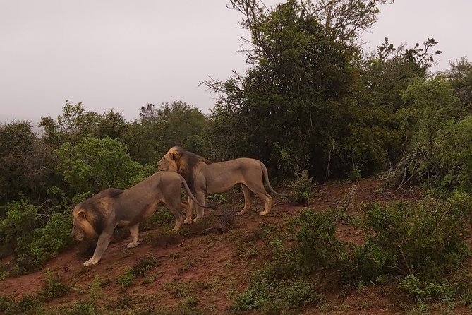 Addo Elephant National Park Full Day Safari - Key things that make this Addo safari worth your day