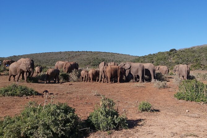Addo Elephant National Park Full Day Safari - Morning logistics: transfers, meeting point, and what the day feels like