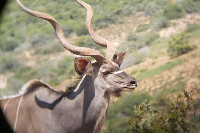 Addo Elephant National Park Full Day Safari - Why the guide approach matters more than you think
