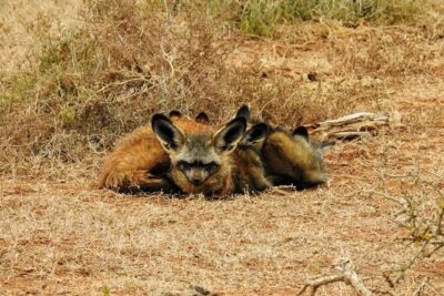 Addo Elephant National Park Full Day Safari