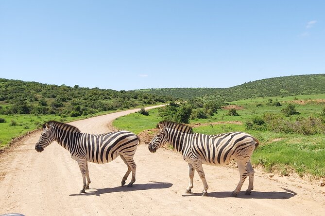 Addo Elephant National Park Full Day Safari - Price reality check: what you get for $169.66