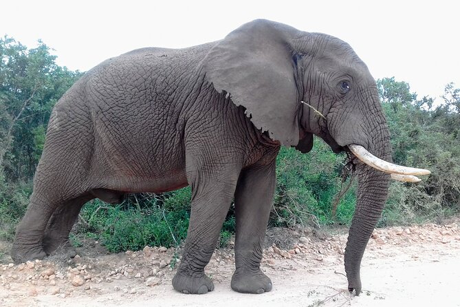 Addo Elephant National Park Full Day Safari - Should you book the Addo Elephant National Park Full Day Safari?