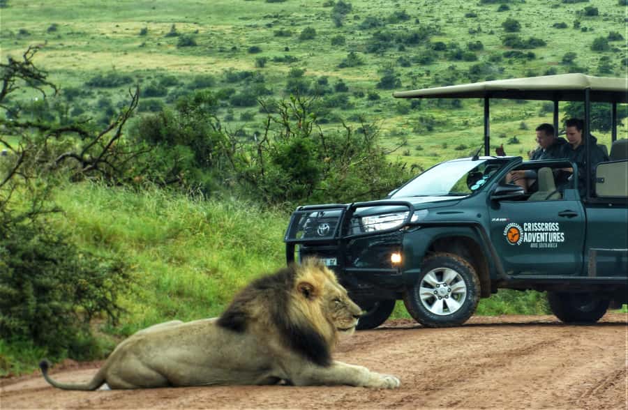 Addo Elephant National Park: Full-Day Safari Tour with Lunch - Addo Elephant National Park Safari, built for spotting real wildlife all day