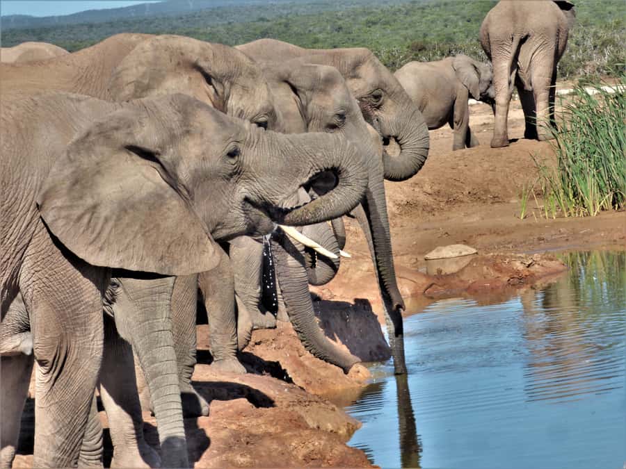 Addo Elephant National Park: Full-Day Safari Tour with Lunch - FAQ