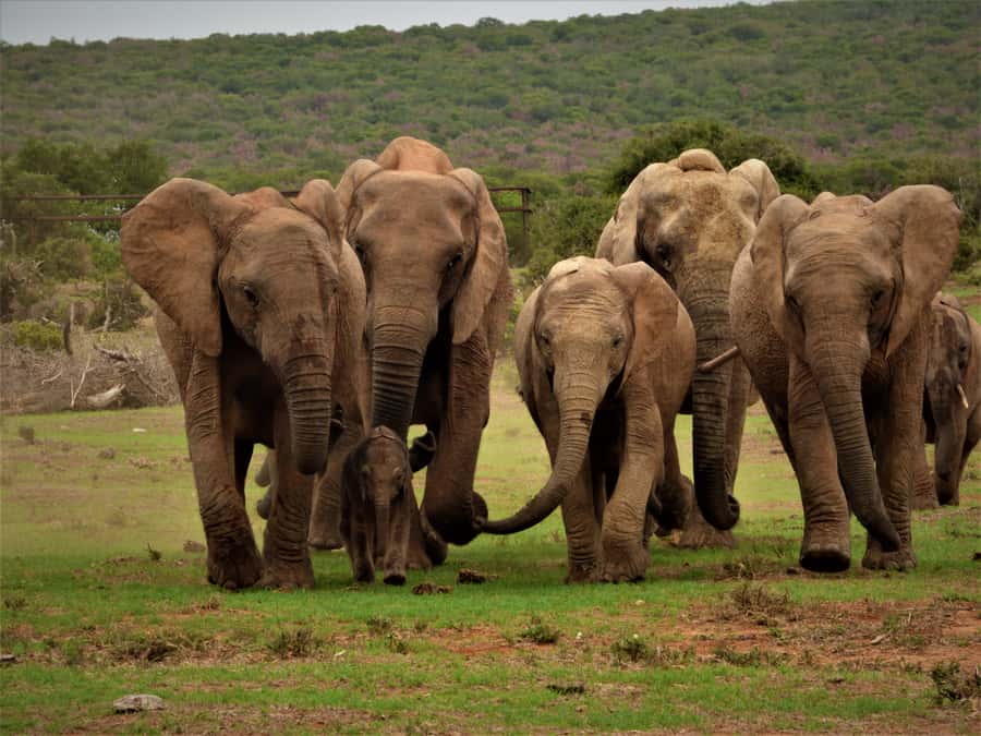 Addo Elephant National Park: Full-Day Safari Tour with Lunch - From Chrislin African Lodge, to the north and south of Addo