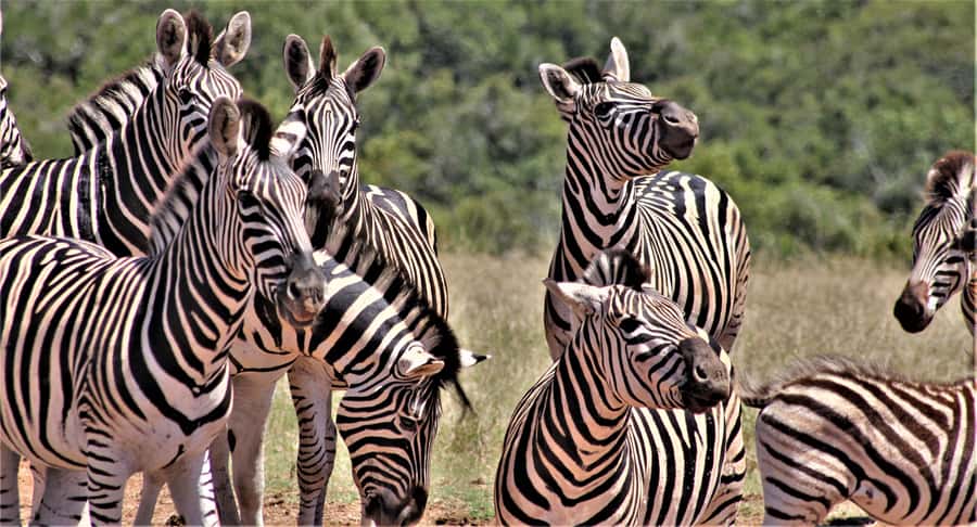 Addo Elephant National Park: Full-Day Safari Tour with Lunch - Open vehicle game viewing: comfort, sightlines, and photo strategy