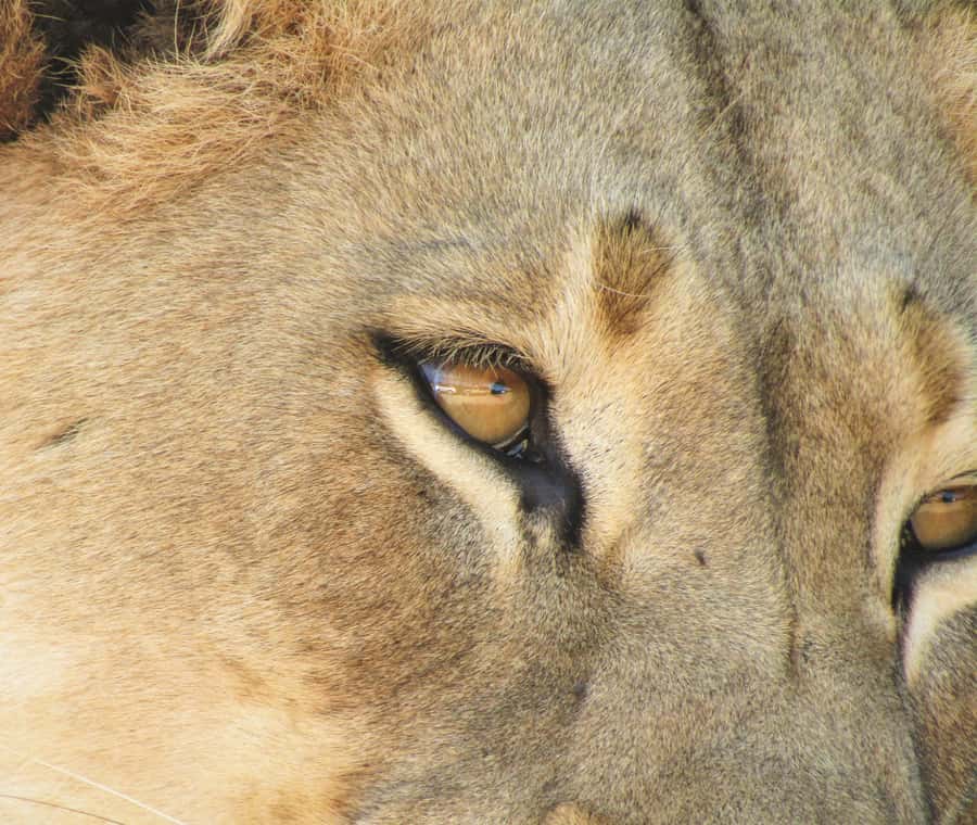 Addo Elephant National Park: Full-Day Safari Tour with Lunch - Should you book this Addo Elephant National Park day safari with lunch?