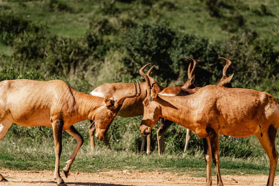 Addo Elephant National Park Full Day Safari with Braai Lunch - Should you book the Addo Elephant National Park full day safari with braai lunch?