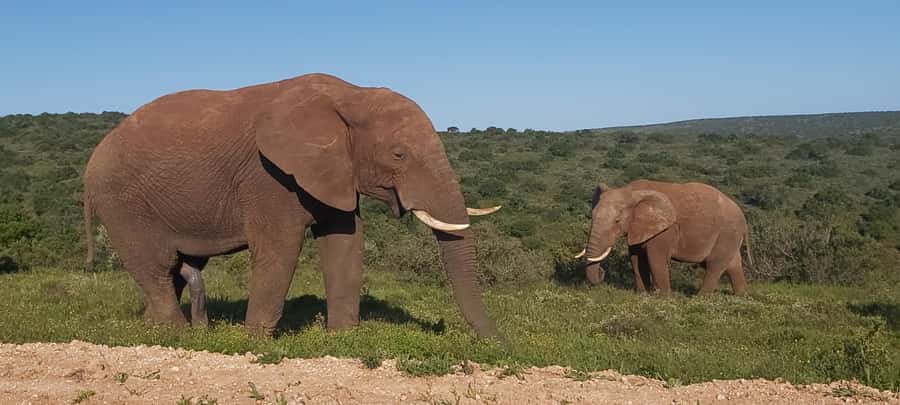 Addo Elephant National Park Full Day Safari with Braai Lunch - Morning Pickup to Matyholweni Reception: where the day really starts