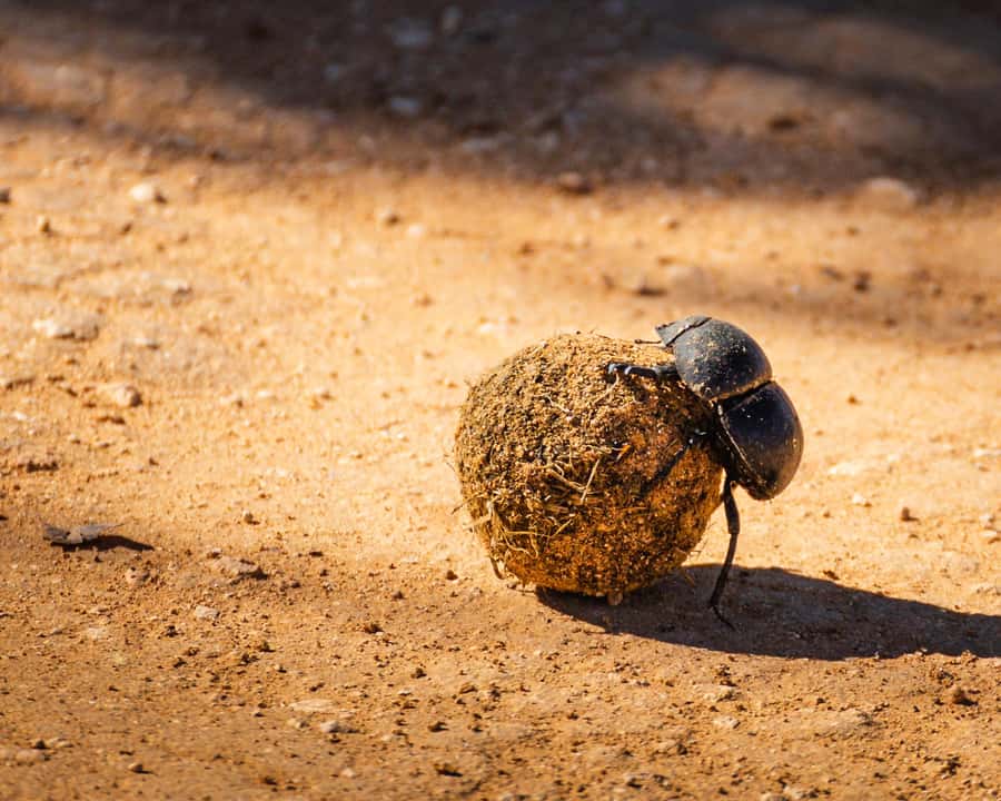 Addo Elephant National Park Full Day Safari with Braai Lunch - Braai lunch in the park: why the food is part of the experience