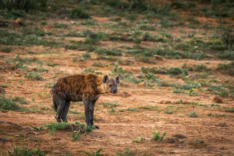 Addo Elephant National Park Full Day Safari with Braai Lunch - Main North waterholes: elephants that swim or shower