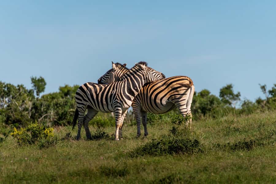 Addo Elephant National Park Full Day Safari with Braai Lunch - Golden hour backtracking: cooler temperatures and better light for photos