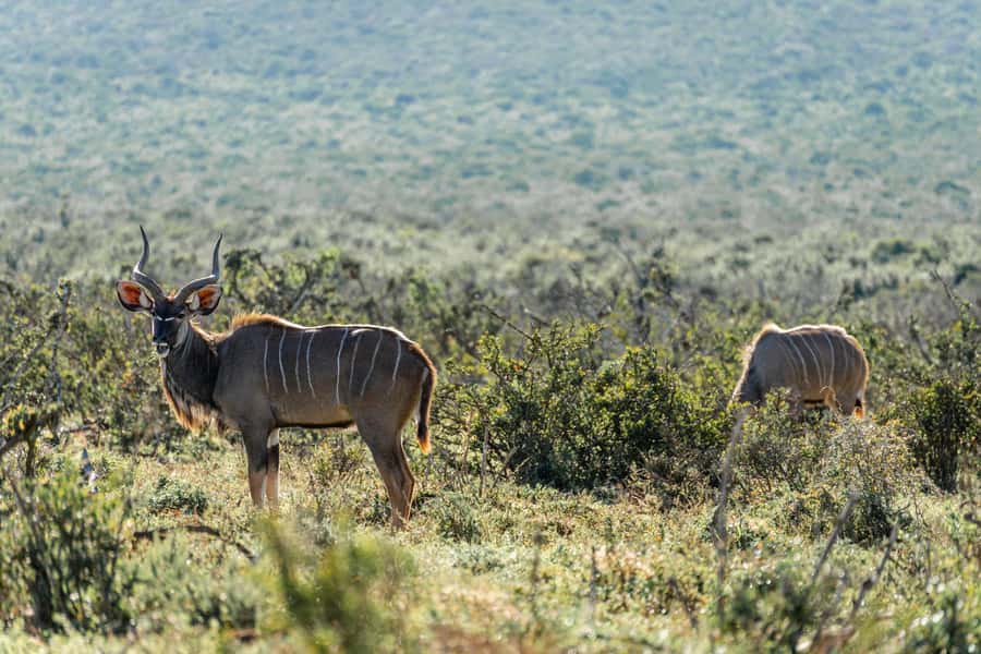 Addo Elephant National Park Full Day Safari with Braai Lunch - Price, time on the clock, and what $208 really covers