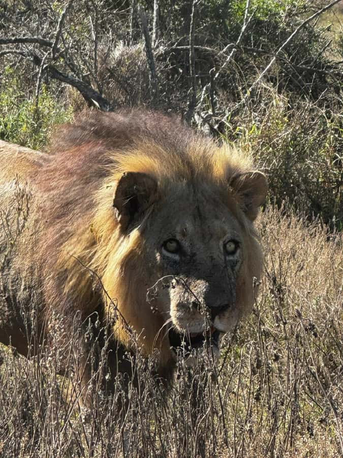 Addo Elephant National Park: Full-Day Safari with Lunch - Key things to know before you go
