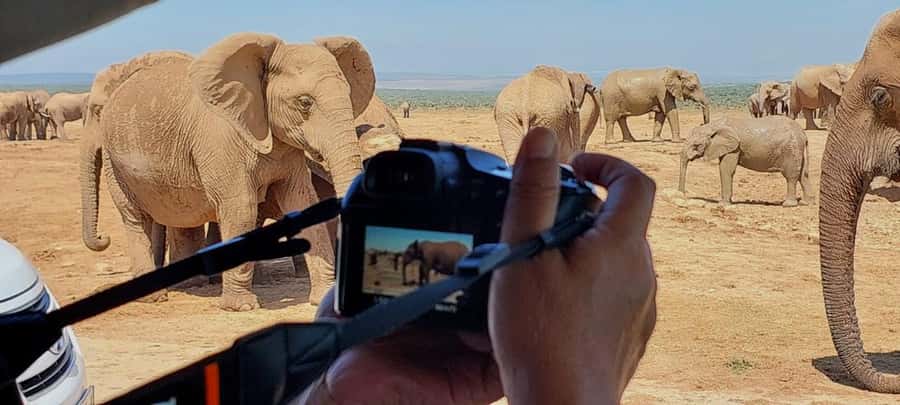 Addo Elephant National Park: Full-Day Safari with Lunch - Addo Elephant National Park: why elephants drive the whole day