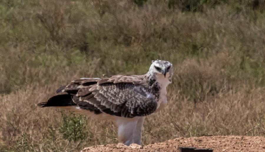 Addo Elephant National Park: Full-Day Safari with Lunch - Pickup from Port Elizabeth: logistics that can make or break the start