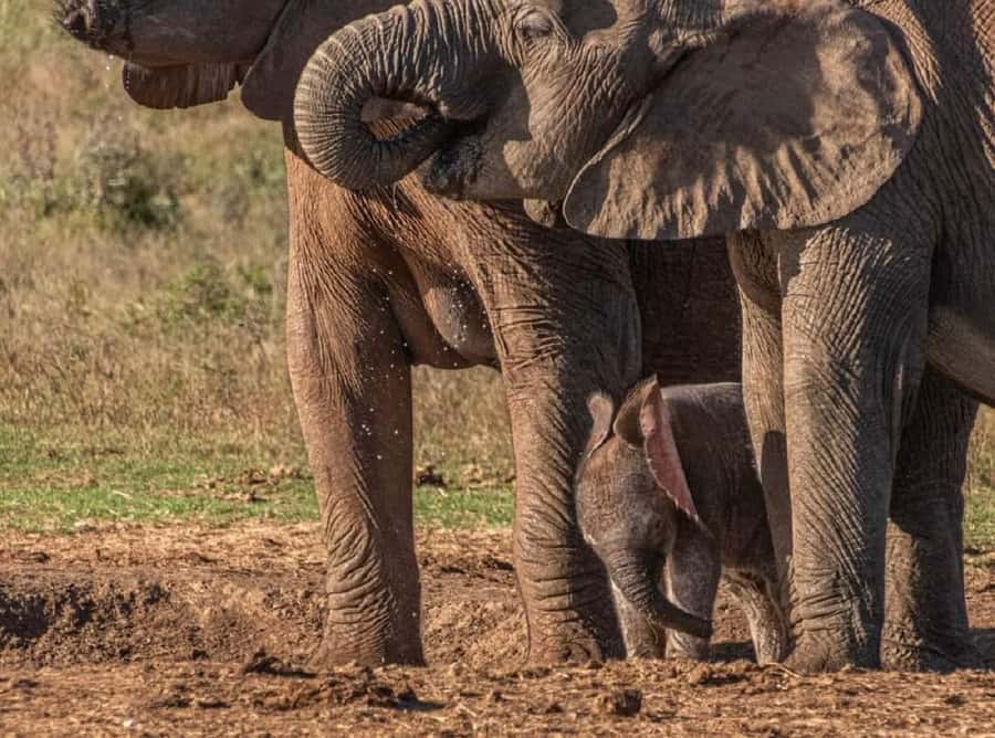 Addo Elephant National Park: Full-Day Safari with Lunch - Lunch inside the park: the braai break you will actually look forward to