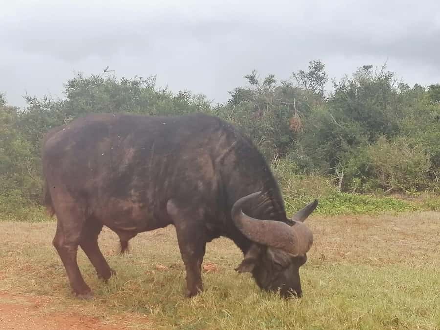 Addo Elephant National Park: Full-Day Safari with Lunch - Big Five chances, and how to keep expectations real